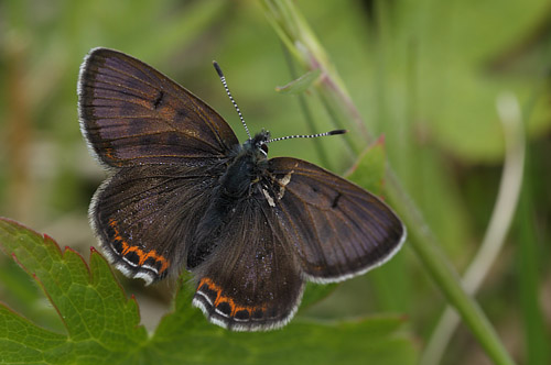 Blå ildfugl, Lycaena helle. Åsarna, Jämtland Sverige. d. 12 Juni 2015. Fotograf: Lars Andersen