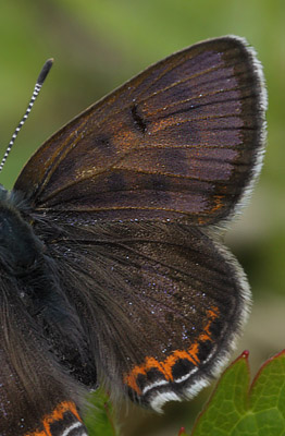 Blå ildfugl, Lycaena helle. Åsarna, Jämtland Sverige. d. 12 Juni 2015. Fotograf: Lars Andersen