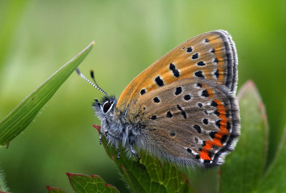 Blå ildfugl, Lycaena helle. Åsarna, Jämtland Sverige. d. 12 Juni 2015. Fotograf: Lars Andersen
