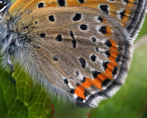 Blå ildfugl, Lycaena helle. Åsarna, Jämtland Sverige. d. 12 Juni 2015. Fotograf: Lars Andersen