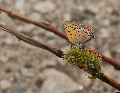 Blå ildfugl, Lycaena helle. Funäsdalen, Härjedalen, Sverige. d. 13 Juni 2015. Fotograf: Lars Andersen