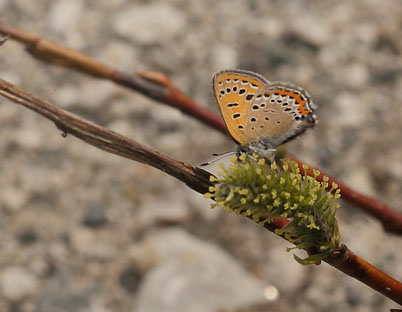 Bl ildfugl, Lycaena helle. Funsdalen, Hrjedalen, Sverige. d. 13 Juni 2015. Fotograf: Lars Andersen