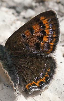 Blå ildfugl, Lycaena helle. Funäsdalen, Härjedalen, Sverige. d. 13 Juni 2015. Fotograf: Lars Andersen