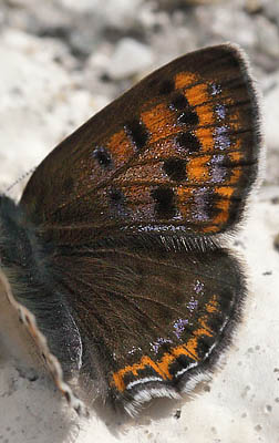 Bl ildfugl, Lycaena helle. Funsdalen, Hrjedalen, Sverige. d. 13 Juni 2015. Fotograf: Lars Andersen