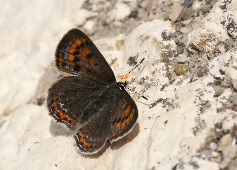 Blå ildfugl, Lycaena helle. Funäsdalen, Härjedalen, Sverige. d. 13 Juni 2015. Fotograf: Lars Andersen