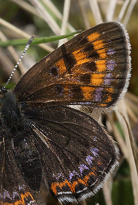 Blå ildfugl, Lycaena helle. Funäsdalen, Härjedalen, Sverige. d. 13 Juni 2015. Fotograf: Lars Andersen