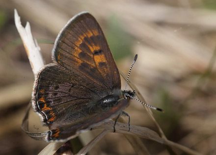 Blå ildfugl, Lycaena helle. Funäsdalen, Härjedalen, Sverige. d. 13 Juni 2015. Fotograf: Lars Andersen
