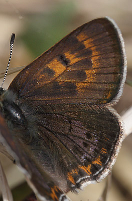Blå ildfugl, Lycaena helle. Funäsdalen, Härjedalen, Sverige. d. 13 Juni 2015. Fotograf: Lars Andersen