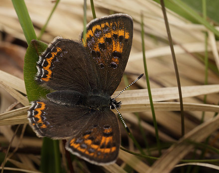 Blå ildfugl, Lycaena helle. Funäsdalen, Härjedalen, Sverige. d. 13 Juni 2015. Fotograf: Lars Andersen