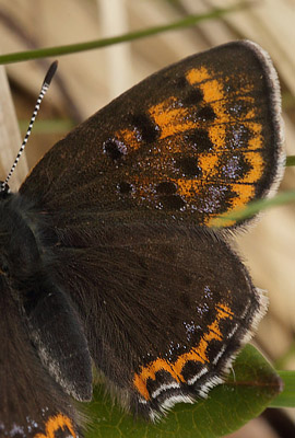 Blå ildfugl, Lycaena helle. Funäsdalen, Härjedalen, Sverige. d. 13 Juni 2015. Fotograf: Lars Andersen