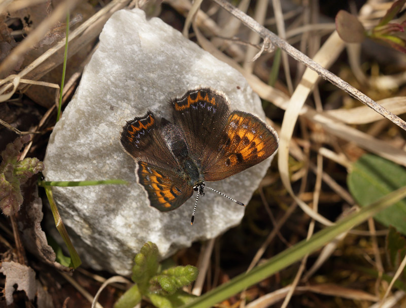 Blå ildfugl, Lycaena helle. Funäsdalen, Härjedalen, Sverige. d. 13 Juni 2015. Fotograf: Lars Andersen