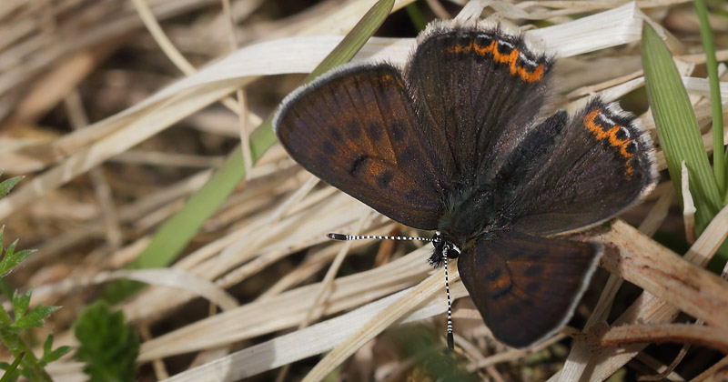 Blå ildfugl, Lycaena helle. Funäsdalen, Härjedalen, Sverige. d. 13 Juni 2015. Fotograf: Lars Andersen