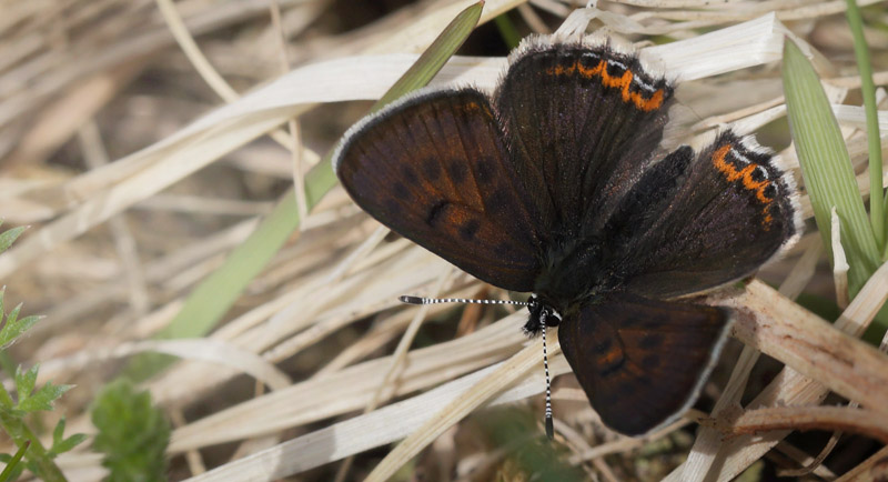 Blå ildfugl, Lycaena helle. Funäsdalen, Härjedalen, Sverige. d. 13 Juni 2015. Fotograf: Lars Andersen