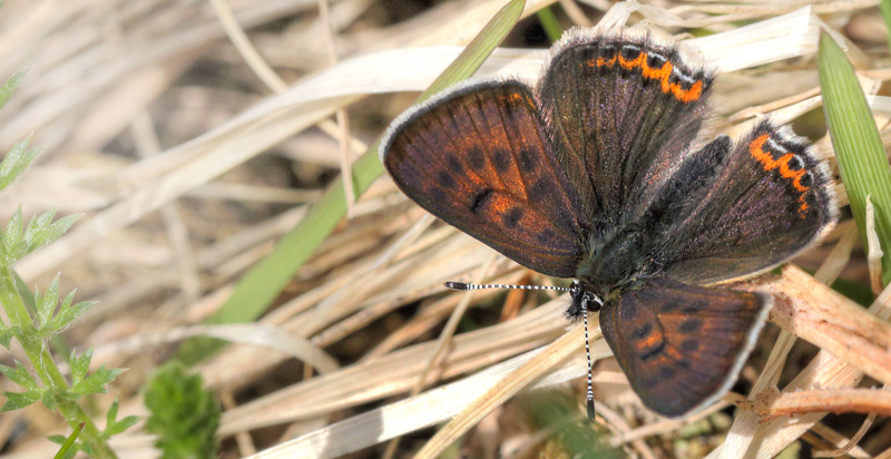 Blå ildfugl, Lycaena helle. Funäsdalen, Härjedalen, Sverige. d. 13 Juni 2015. Fotograf: Lars Andersen