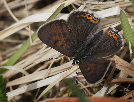 Blå ildfugl, Lycaena helle. Funäsdalen, Härjedalen, Sverige. d. 13 Juni 2015. Fotograf: Lars Andersen