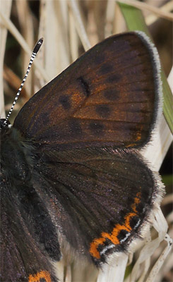 Blå ildfugl, Lycaena helle. Funäsdalen, Härjedalen, Sverige. d. 13 Juni 2015. Fotograf: Lars Andersen