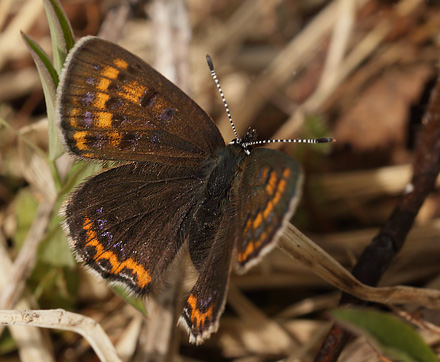 Blå ildfugl, Lycaena helle. Funäsdalen, Härjedalen, Sverige. d. 13 Juni 2015. Fotograf: Lars Andersen