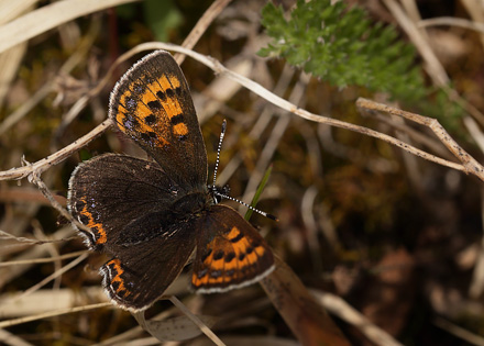 Blå ildfugl, Lycaena helle. Funäsdalen, Härjedalen, Sverige. d. 13 Juni 2015. Fotograf: Lars Andersen