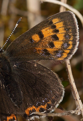 Blå ildfugl, Lycaena helle. Funäsdalen, Härjedalen, Sverige. d. 13 Juni 2015. Fotograf: Lars Andersen