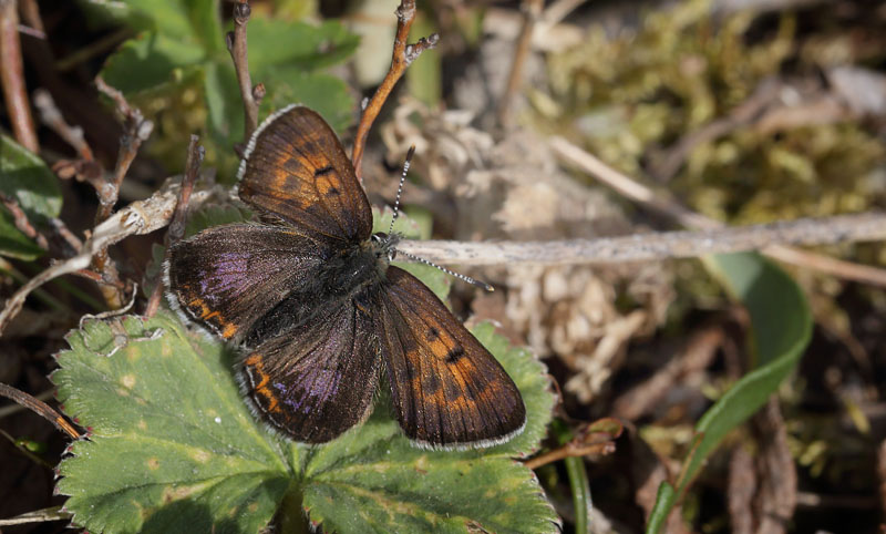 Blå ildfugl, Lycaena helle. Funäsdalen, Härjedalen, Sverige. d. 13 Juni 2015. Fotograf: Lars Andersen