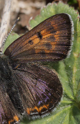 Blå ildfugl, Lycaena helle. Funäsdalen, Härjedalen, Sverige. d. 13 Juni 2015. Fotograf: Lars Andersen