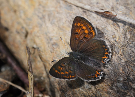Blå ildfugl, Lycaena helle. Funäsdalen, Härjedalen, Sverige. d. 13 Juni 2015. Fotograf: Lars Andersen