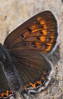 Bl Ildfugl, Lycaena helle. Funsdalen, Hrjedalen, Sverige. d. 13 Juni 2015. Fotograf: Lars Andersen