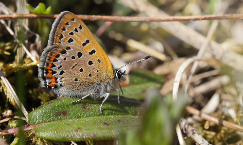 Blå ildfugl, Lycaena helle. Funäsdalen, Härjedalen, Sverige. d. 13 Juni 2015. Fotograf: Lars Andersen
