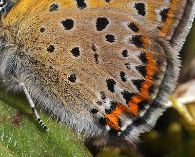 Blå ildfugl, Lycaena helle. Funäsdalen, Härjedalen, Sverige. d. 13 Juni 2015. Fotograf: Lars Andersen