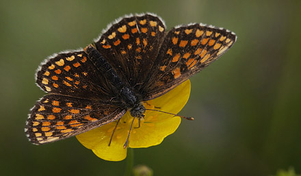 Ærenprispletvinge, Melitaea britomartis han. Fagersta, Västmanland, Sverige d. 1 juli 2015. Fotograf:; Lars Andersen