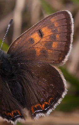Blå ildfugl, Lycaena helle. Funäsdalen, Härjedalen, Sverige. d. 13 Juni 2015. Fotograf: Lars Andersen