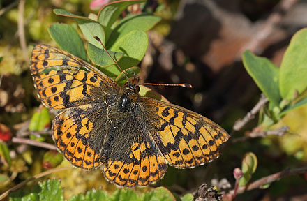 Friggas prlemorfjril, Boloria frigga. Smalmossen, Fagersta, Sverige d. 15 juni 2015. Fotograf Lars Andersen