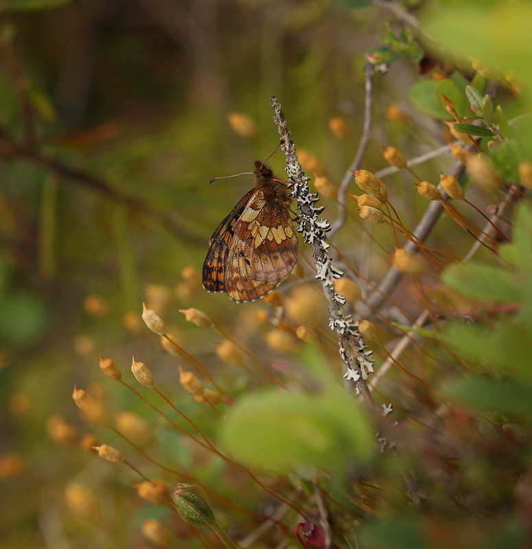 Friggas prlemorfjril, Boloria frigga. Smalmossen, Fagersta, Sverige d. 15 juni 2015. Fotograf Lars Andersen