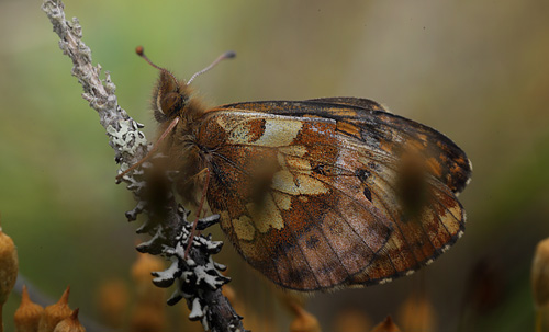 Friggas prlemorfjril, Boloria frigga. Smalmossen, Fagersta, Sverige d. 15 juni 2015. Fotograf Lars Andersen