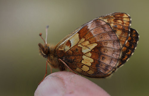 Friggas prlemorfjril, Boloria frigga. Smalmossen, Fagersta, Sverige d. 15 juni 2015. Fotograf Lars Andersen