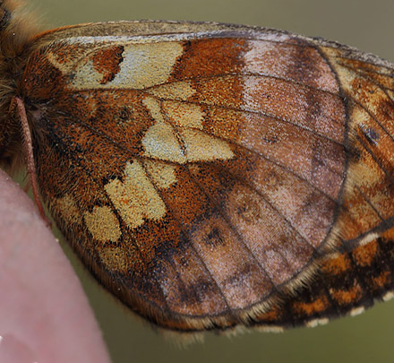 Friggas prlemorfjril, Boloria frigga. Smalmossen, Fagersta, Sverige d. 15 juni 2015. Fotograf Lars Andersen