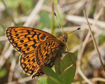 Sortringet Perlemorsommerfugl, Boloria eunomia. Smalmossen, Sderbrke, Dalarna. Sverige , Sverige d. 16 juni 2015. Fotograf; Lars Andersen