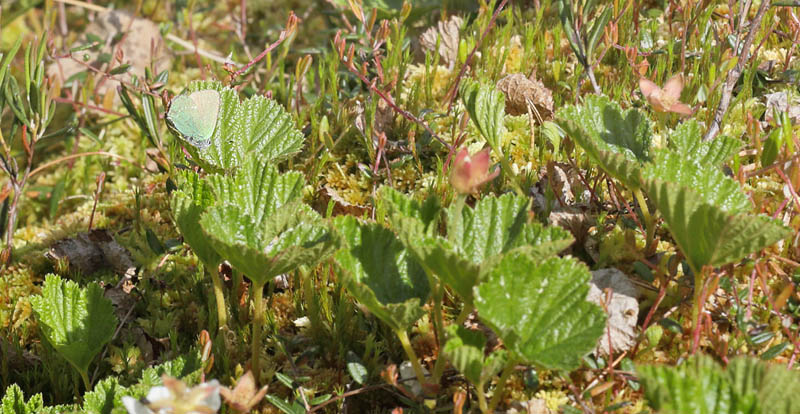 Grn Busksommerfugl. Smalmossen, Fagersta, Sverige d. 15 juni 2015. Fotograf Lars Andersen