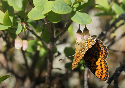 Sortringet Perlemorsommerfugl, Boloria eunomia. Fagersmossen, Blombacka, Karlstad, Vrmland, Sverige d. 16 juni 2015. Fotograf; Lars Andersen