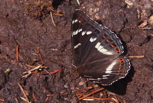 Poppelsommerfugl, Limenitis populi, han. Bäckebo, Småland, Sverige. d. 4 juli 2015. Fotograf: Lars Andersen