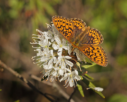 Sortringet Perlemorsommerfugl, Boloria eunomia. Fagersmossen, Blombacka, Karlstad, Vrmland, Sverige d. 16 juni 2015. Fotograf; Lars Andersen