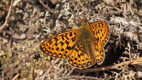 Rdlig Perlemorsommerfugl, Boloria euphrosyne. Fagersmossen, Blombacka, Karlstad, Vrmland, Sverige d. 16 juni 2015. Fotograf; Lars Andersen