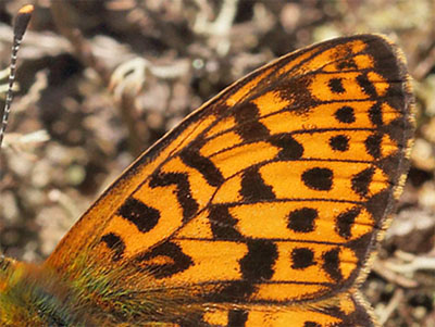 Rdlig Perlemorsommerfugl, Boloria euphrosyne. Fagersmossen, Blombacka, Karlstad, Vrmland, Sverige d. 16 juni 2015. Fotograf; Lars Andersen