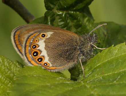 Herorandøje, Coenonympha hero. Laskerud, Nyed, Värmland, Sverige d. 16 juni 2015. Fotograf; Lars Andersen