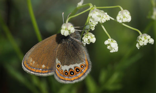 Herorandøje, Coenonympha hero. Laskerud, Nyed, Värmland, Sverige d. 16 juni 2015. Fotograf; Lars Andersen