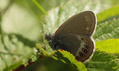 Herorandøje, Coenonympha hero. Laskerud, Nyed, Värmland, Sverige d. 16 juni 2015. Fotograf; Lars Andersen