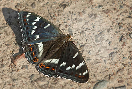Poppelsommerfugl, Limenitis populi, han. Bäckebo, Småland, Sverige. d. 4 juli 2015. Fotograf: Lars Andersen
