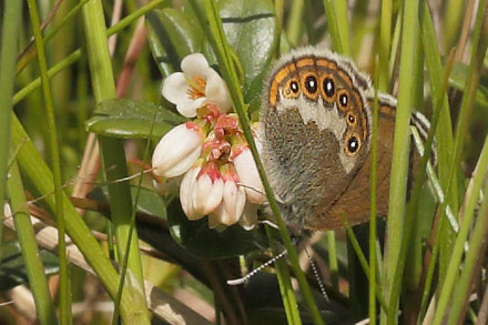 Herorandøje, Coenonympha hero. Mölnbacka, Fördarverbacken, Övre Ullerud, Värmland, Sverige d. 16 juni 2015. Fotograf; Lars Andersen