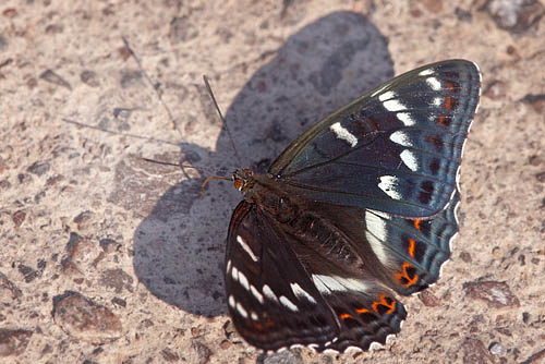 Poppelsommerfugl, Limenitis populi, han. Bäckebo, Småland, Sverige. d. 4 juli 2015. Fotograf: Lars Andersen