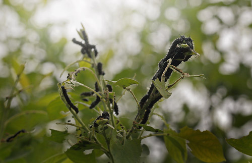 stlig Takvinge, Nymphalis xanthomelas larver. Blekinge d. 20 juni 2015. Fotograf; Lars Andersen